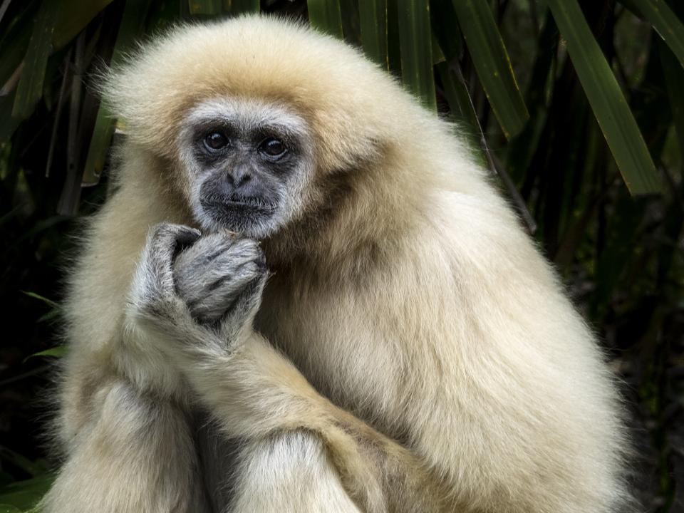 Female White Gibbon 2 | Shutterbug